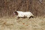 SETTER ANGLAIS 083